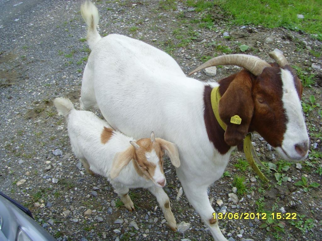 Feriendorf Ponyhof Fusch an der Grossglocknerstrasse Buitenkant foto